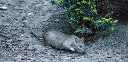 Plaga szczurów w Krakowie. Będzie dodatkowa deratyzacja!