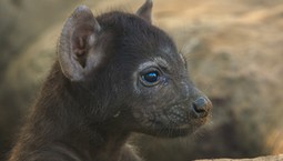 Niesamowity serial w telewizji. "Nieustanny rollercoaster emocji"