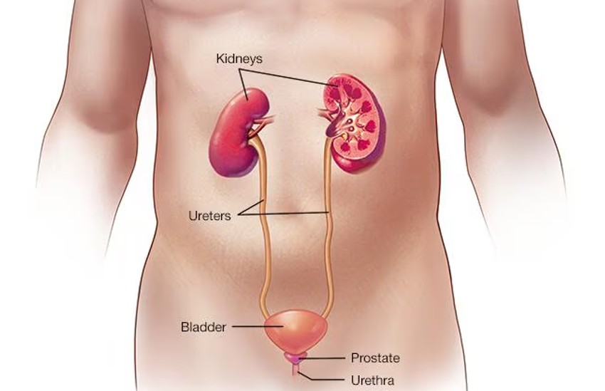 Urinarni sistem kod muškaraca