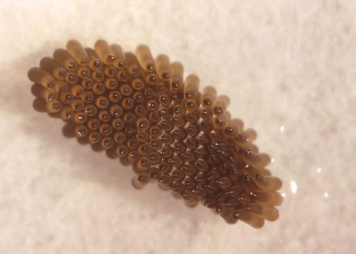 Wirus Zachodniego Nilu atakuje w USA