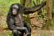 szympans bonobo
