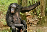 szympans bonobo