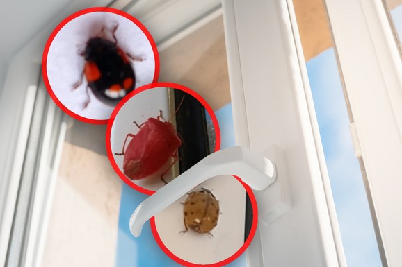 Poprskajte mešavinu ova dva JEFTINA sastojka na ulazna vrata i prozore i gledajte kako BUBE nestaju u jednom danu