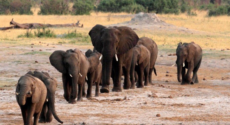 A herd of elephants walk past a watering hole in Hwange National Park, Zimbabwe, October 14, 2014. 