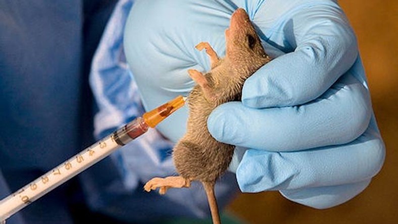 An emergency has been declared on Lassa fever outbreak in the country