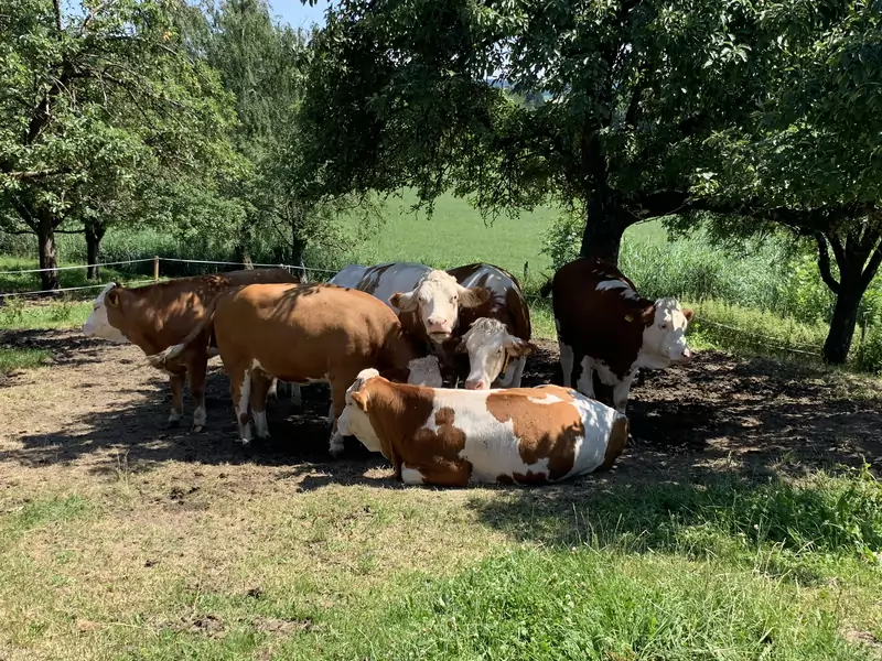 Krowy odpoczywają po ciężkim dniu pracy pod drzewkiem