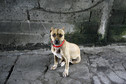 INDONESIA BALI DOG RABIES