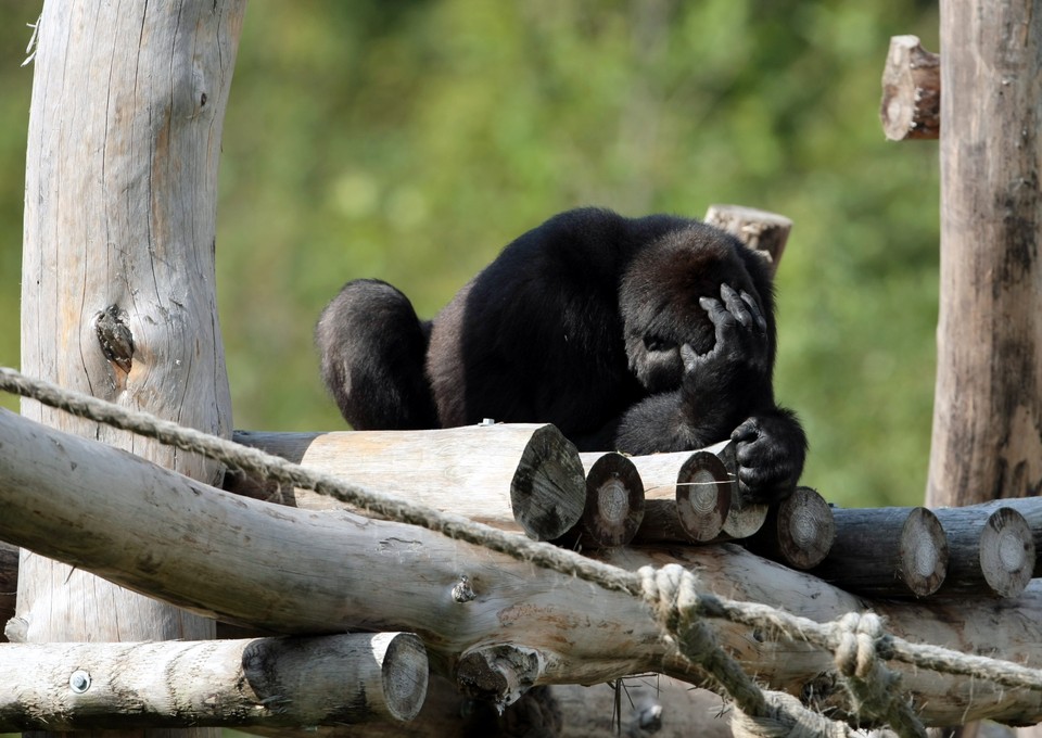 WARSZAWA ZOO GORYLE