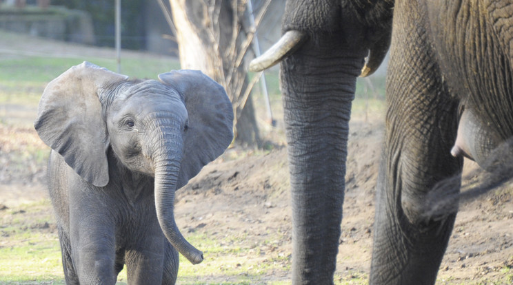 Elefánt
Kito, a kiselefánt bájosan esetlennek tűnik, de
nagy hanggal védi területét