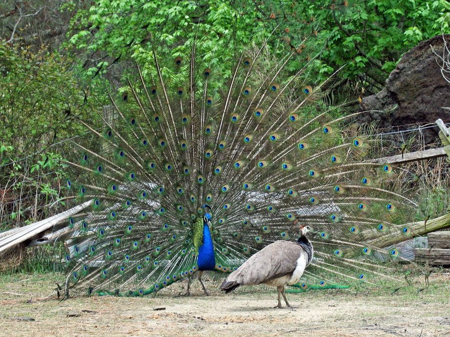 Male peacock courts female peacock.