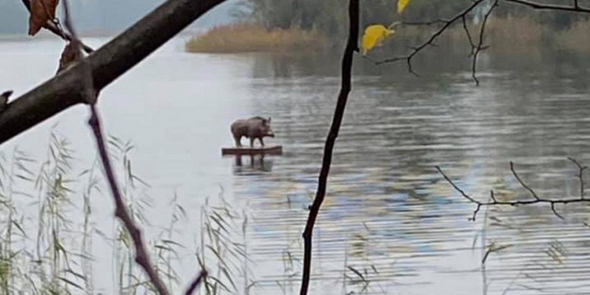 Ostróda. Dzik "surfer" na jeziorze Jeziorak? To atrapa