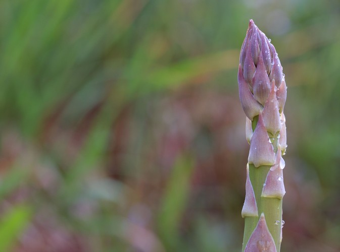 Dlaczego warto jeść szparagi?