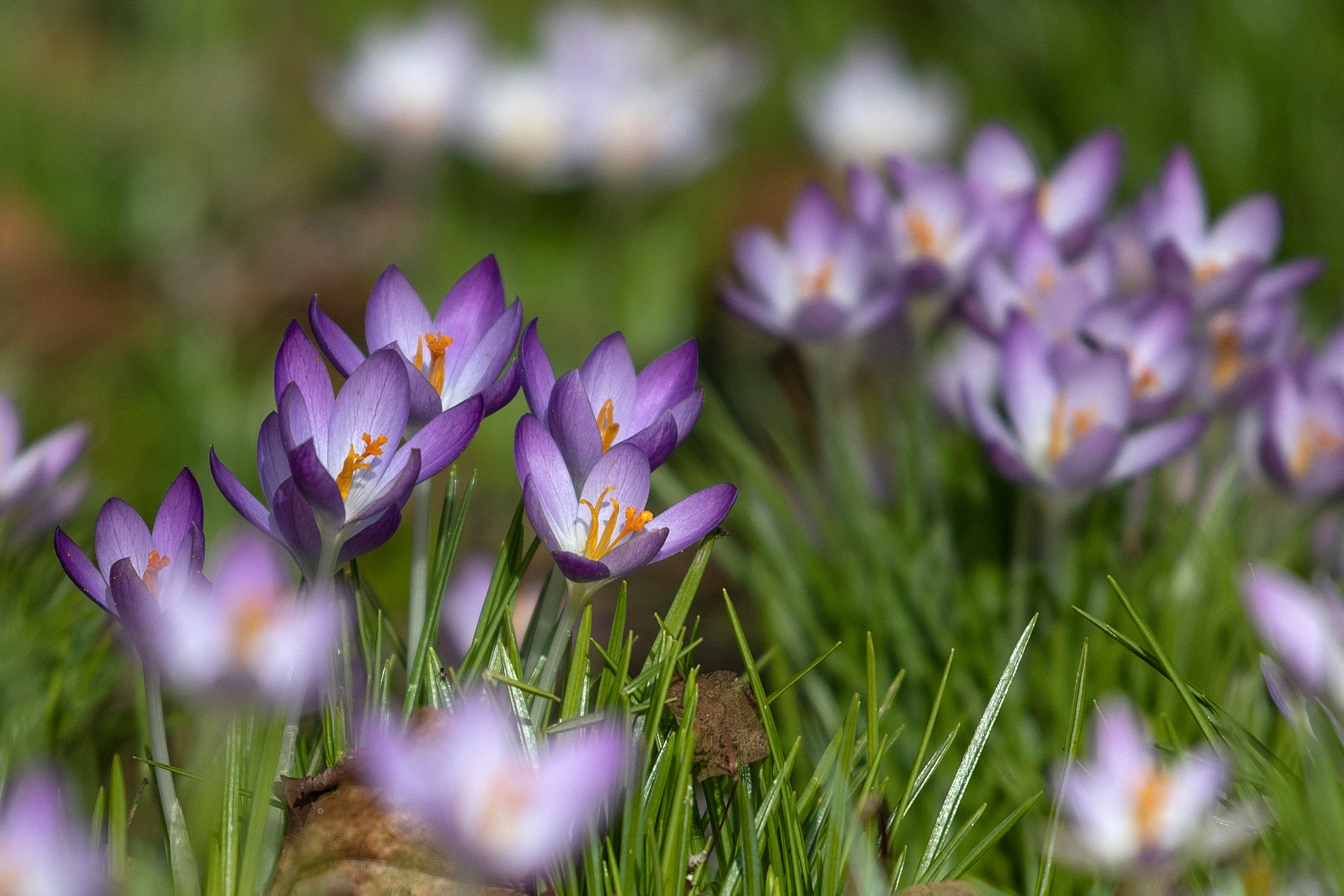 Frühlingswetter ab Montag: Bis zu 18 Grad statt Winter