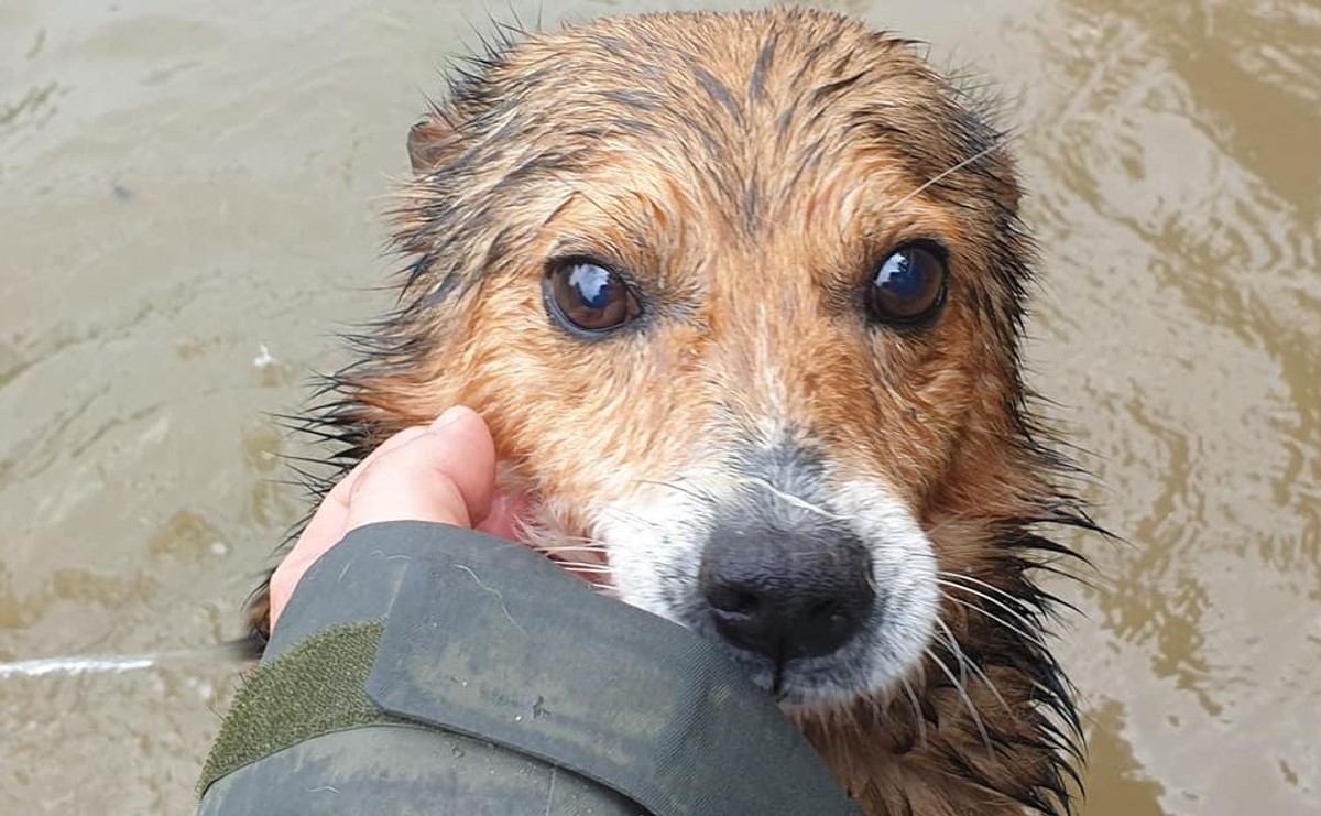 Pies ze schroniska Czekadełko