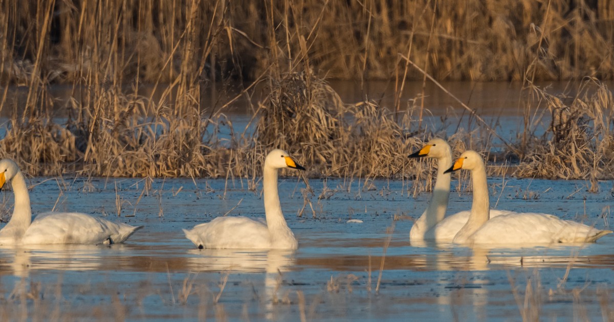 Senat za poprawkami do ustawy o Parku Narodowym Doliny Dolnej Odry