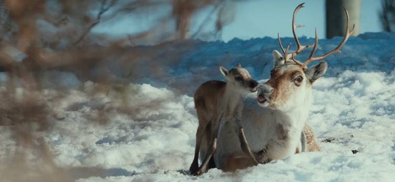 Piotr Adamczyk zaprasza dzieci na film "Młody renifer Alex" [ZWIASTUN PL]