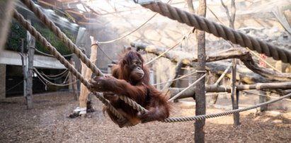 Orientarium w Łodzi - otwarcie za tydzień. W zoo słonie, orangutany i rekiny. Wiemy ile będzie kosztował bilet