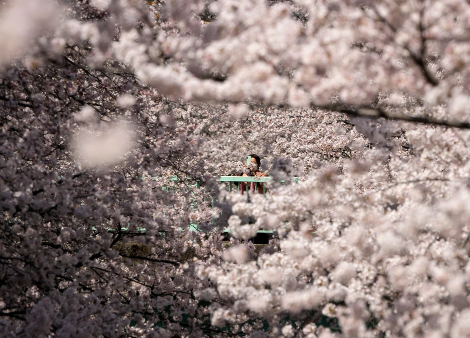 Cvat trešanja u Tokiju