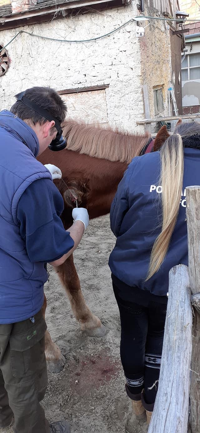 Így varrta össze az állatorvosa ló nyakán az ujjnyi sérülést. Fotó: Facebook