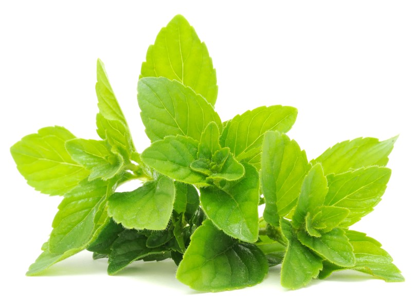 Mięta (Mentha L.)