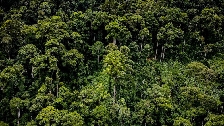Drzewo o wysokości niecałych stu metrów zostało zauważone przez naukowców, którzy tworzyli mapę dżungli. Otoczone jest przez kilkanaście innych o podobnej wielkości. Poprzedni "zdobywca" rekordu miał niecałe 90 metrów i także został znaleziony w Malezji.