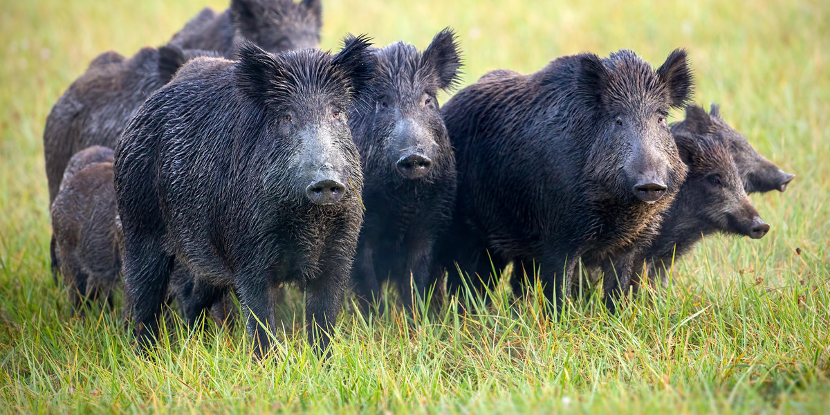 A herd of wild boars on a meadow with grass wet from dew.