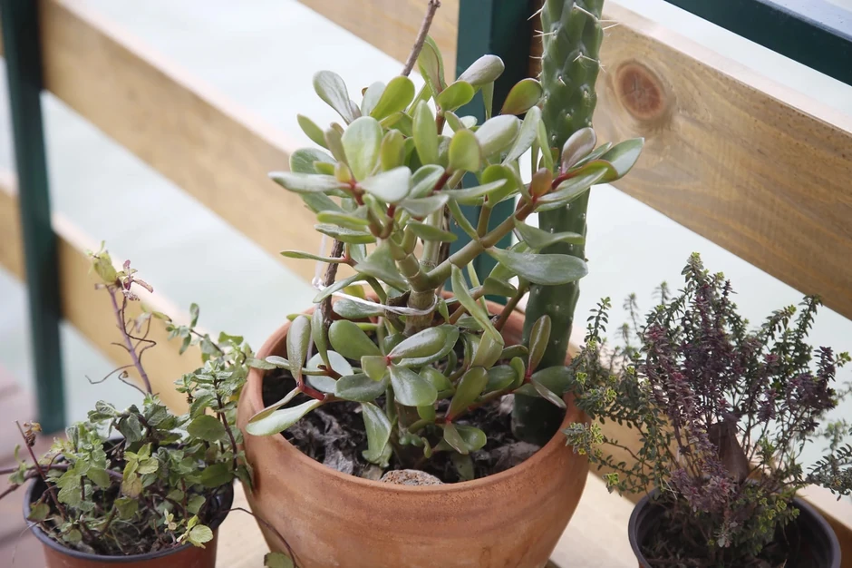 Kuća Predraga Damjanovića