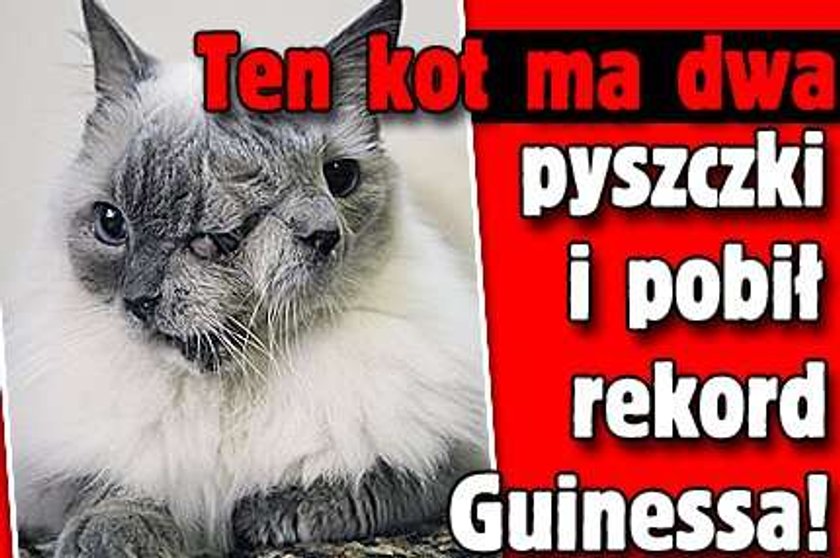 Ten kot ma dwa pyszczki i pobił rekord Guinessa!