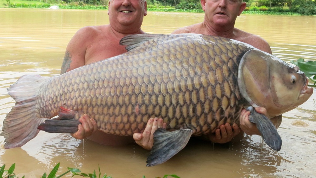 Brytyjski wędkarz Keith Williams złowił karpia monstrualnych rozmiarów. Mężczyzna walczył z rybą pół godziny. Okaz ważył 61 kg.