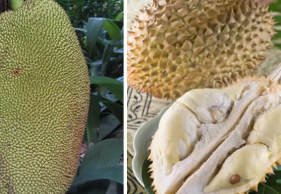 Durian - owoc, który zachwyca i zarazem odraża