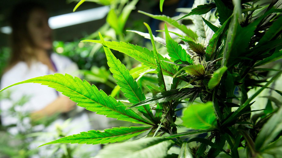 medyczna marihuana plantacje roślinka 