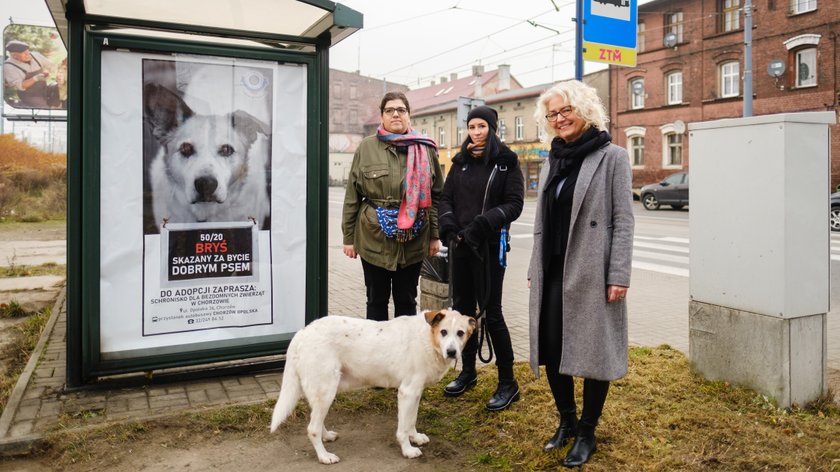 Nie skazujmy ich na schronisko. W Chorzowie ruszyła kampania promująca adopcję zwierząt