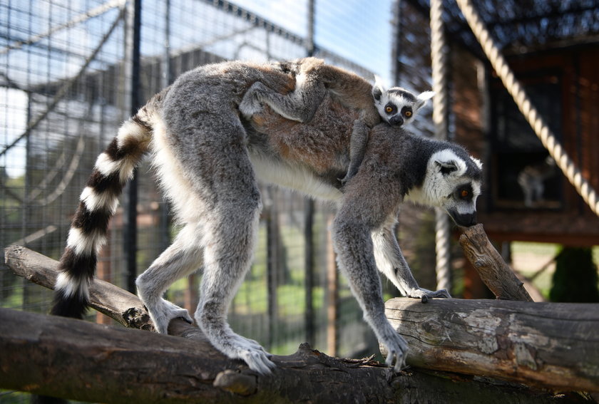 W zoo safari w Borysewie urodził się lemur