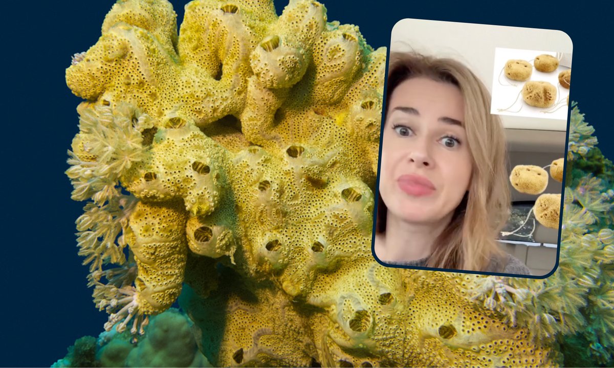 Tampony z gąbki morskiej to nowy hit. Ginekolożka ostrzega: "Regularnie wyciągam takie z pacjentek"