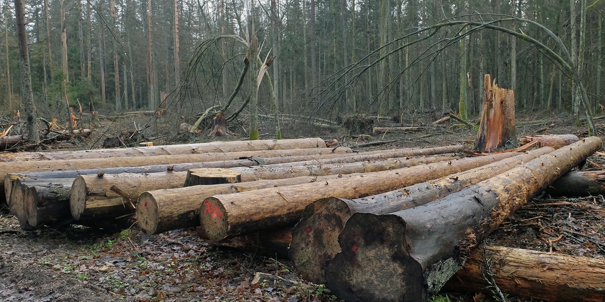 Będzie kolejna wycinka drzew w Puszczy Białowieskiej?