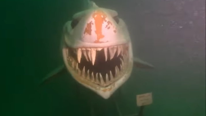 Rekin Bruce z jeziora Neuchâtel w Szwajcarii