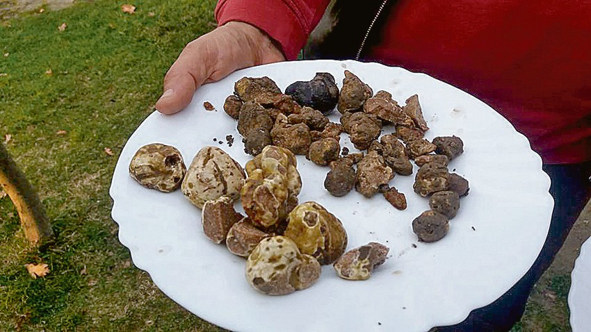 Crni tartuf, koji je jeftiniji, košta oko 50 evra po kilogramu, dok beli, kraljevski tartuf može da dostigne cenu od nekoliko hiljada evra