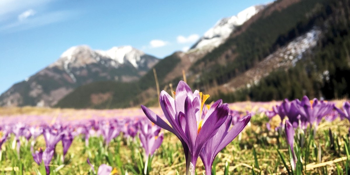 Tatrzańskie krokusy. Fot. METEO IMGW-PIB