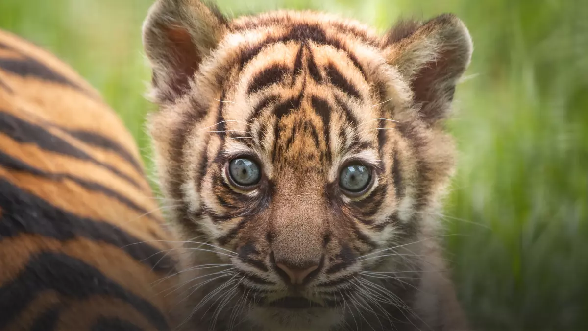 Młody tygrys sumatrzański