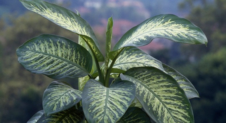 Dieffenbachia are pretty, popular houseplants that are also poisonous.DeAgostini/Getty Images