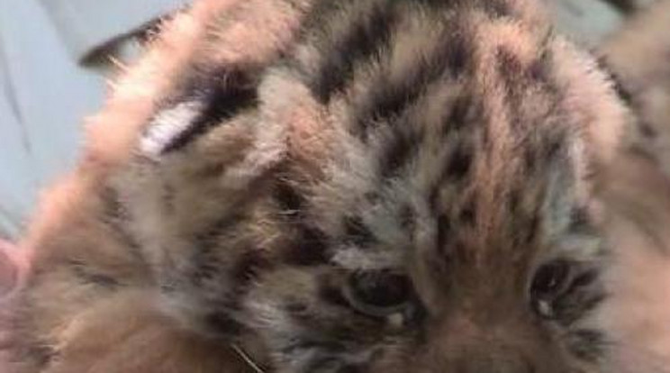 Bemutatkoztak a szibériai tigriskölykök - videó!