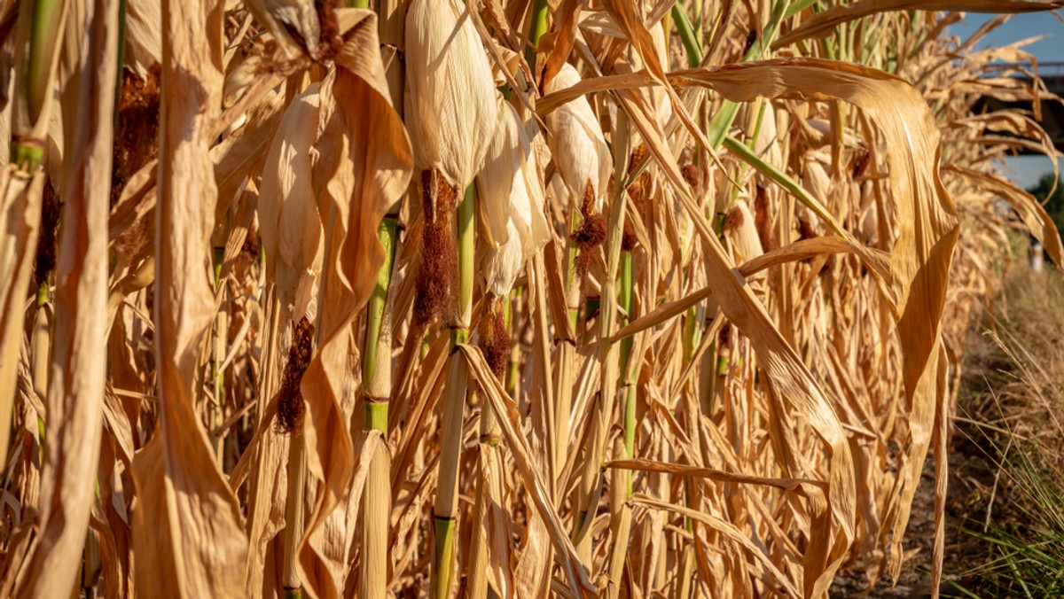 Instytut Meteorologii i Gospodarki Wodnej utrzymał ostrzeżenie przed suszą hydrologiczną w części województwa wielkopolskiego i lubuskiego w związku z utrzymującym się niskim stanem wody na Noteci.