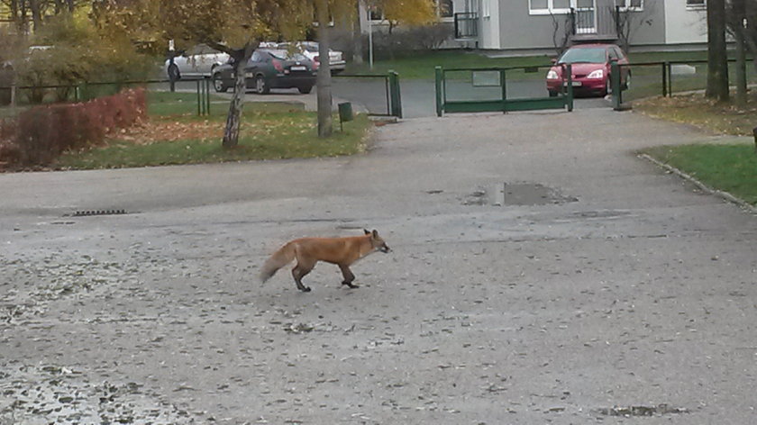 Lis wdarł się do szkoły. Władze są bezradne