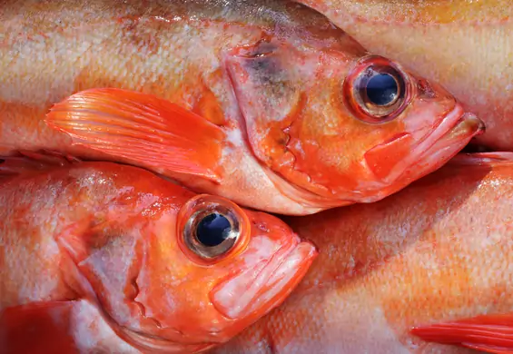 Karmazyn – co to za ryba, jakie ma wartości odżywcze i jak ją przyrządzać