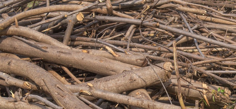 Co zrobić z gałęziami po przycinaniu drzew? Czy można palić suche gałęzie na działce?