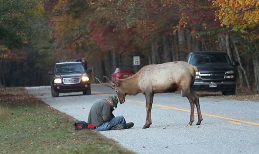 Los nije povredio fotografa, ali se rendžeri plaše da bi nekome mogao da naudi