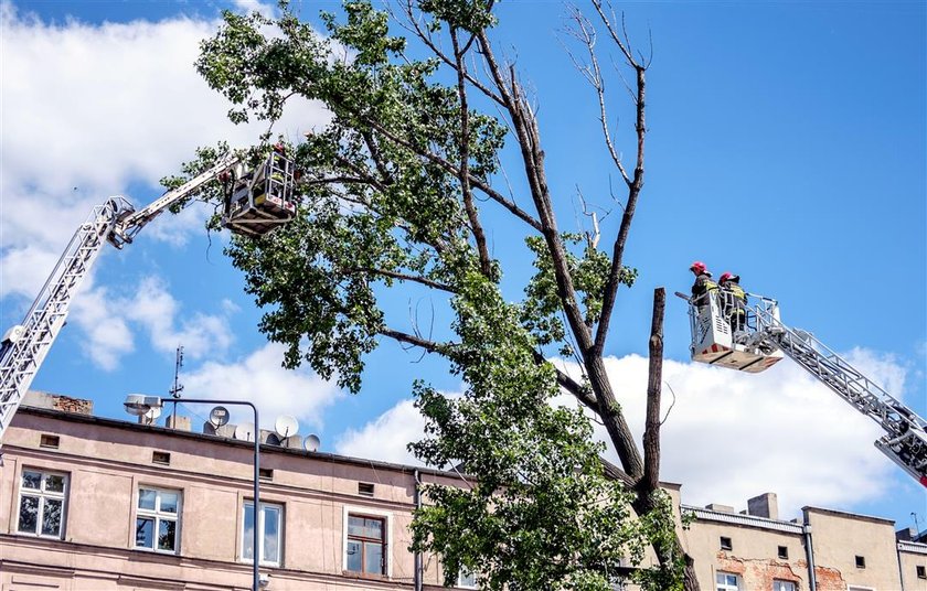 Przechylone drzewo zablokowało skrzyżowanie ulicy Zielonej i Strzelców Kaniowskich