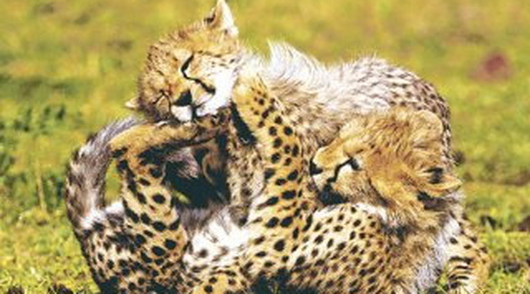 Gepárdok családfája