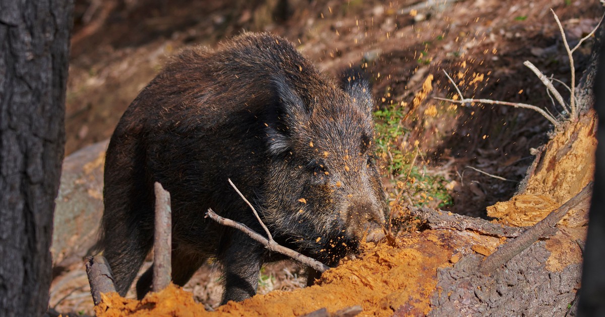 Dziki na celowniku, ale o ZUS nie wolno zapomnieć. Zdaniem NSA gmina musi zapłacić składki za myśliwego