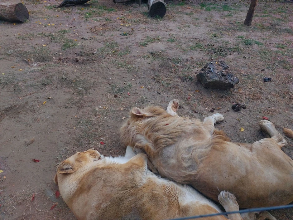 Zoološki vrt na Paliću